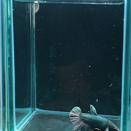 1BT45 - [ARRIVED 27 - MAY - 2026] Halfmoon Plakat Elephant Ear Betta Male - Nano Tanks Australia