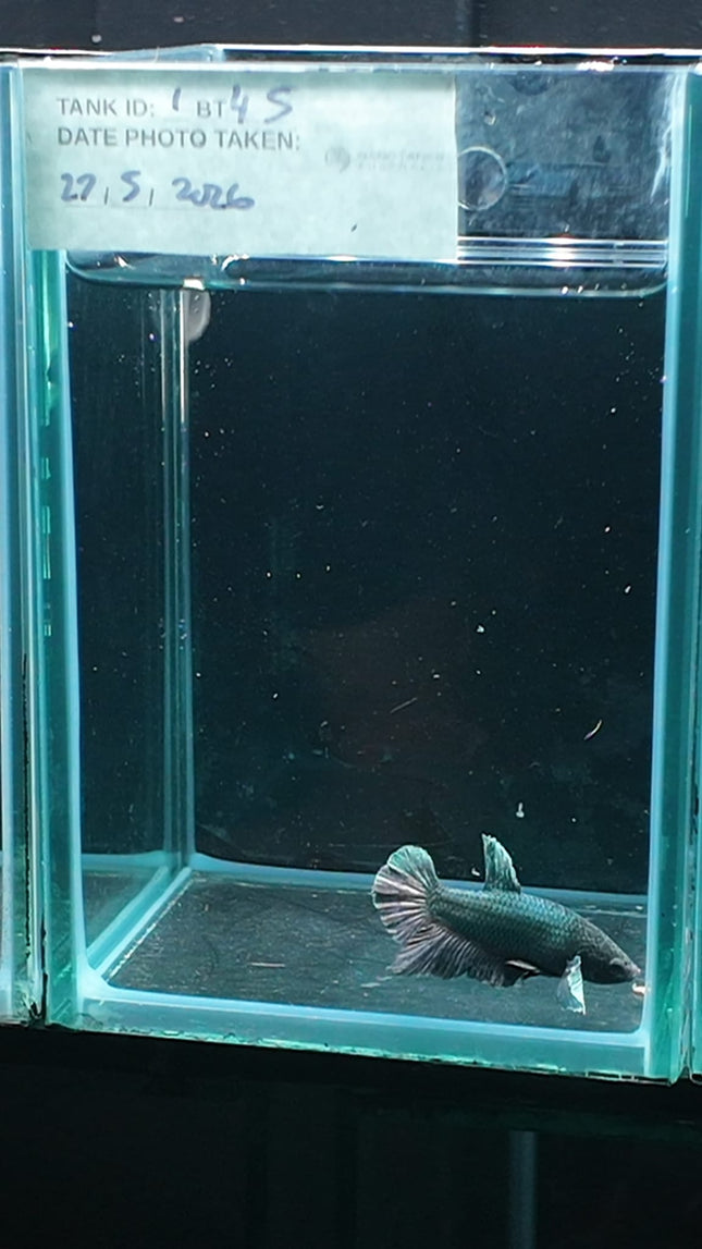 1BT45 - [ARRIVED 27 - MAY - 2026] Halfmoon Plakat Elephant Ear Betta Male - Nano Tanks Australia