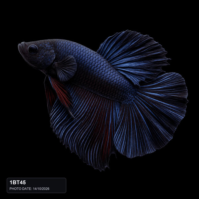 1BT45 - Black Halfmoon Plakat Male - Nano Tanks Australia