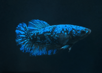 1BT45 - Halfmoon Plakat Male Betta - Nano Tanks Australia