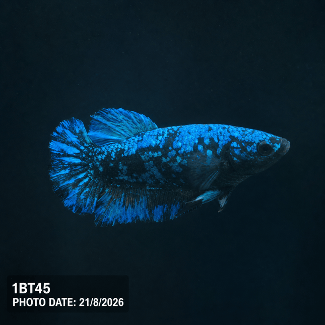 1BT45 - Halfmoon Plakat Male Betta - Nano Tanks Australia