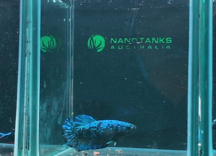 1BT45 - Halfmoon Plakat Male Betta - Nano Tanks Australia