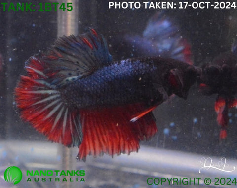 1BT45 - Red Base Halfmoon Betta Female - Nano Tanks Australia Aquarium Shop