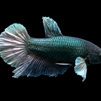1BT45 - [ARRIVED 27-MAY-2026] Halfmoon Plakat Elephant Ear Betta Male