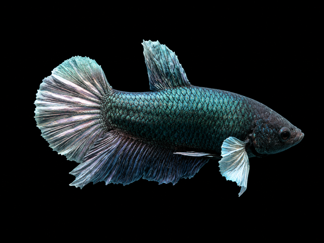 1BT45 - [ARRIVED 27-MAY-2026] Halfmoon Plakat Elephant Ear Betta Male