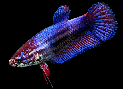 1BT46 - [ARRIVED 1-JUL-2026] Halfmoon Betta Female - Nano Tanks Australia