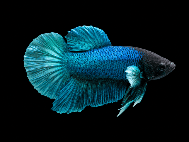 1BT46 - [ARRIVED 27-MAY-2026] Halfmoon Plakat Elephant Ear Betta Male - Nano Tanks Australia