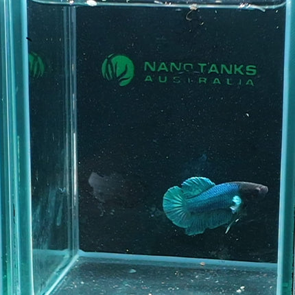 1BT46 - [ARRIVED 27 - MAY - 2026] Halfmoon Plakat Elephant Ear Betta Male - Nano Tanks Australia