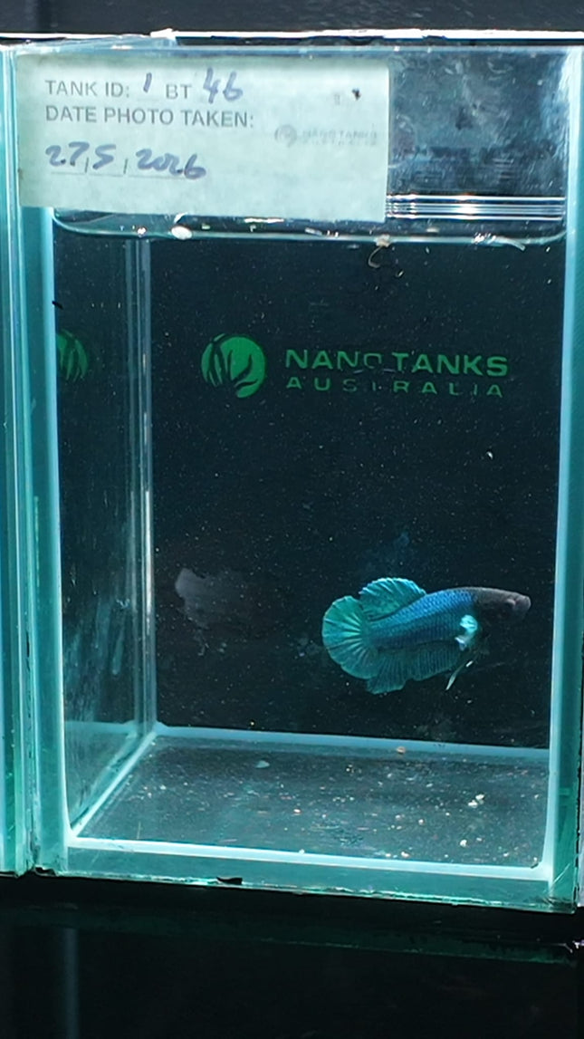 1BT46 - [ARRIVED 27 - MAY - 2026] Halfmoon Plakat Elephant Ear Betta Male - Nano Tanks Australia