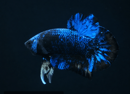 1BT46 - Halfmoon Plakat Male Betta - Nano Tanks Australia