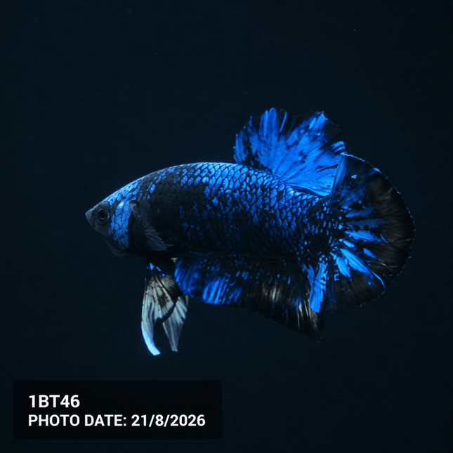1BT46 - Halfmoon Plakat Male Betta - Nano Tanks Australia