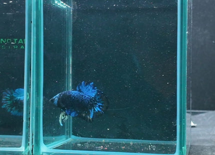 1BT46 - Halfmoon Plakat Male Betta - Nano Tanks Australia