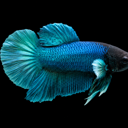 1BT46 - [ARRIVED 27-MAY-2026] Halfmoon Plakat Elephant Ear Betta Male
