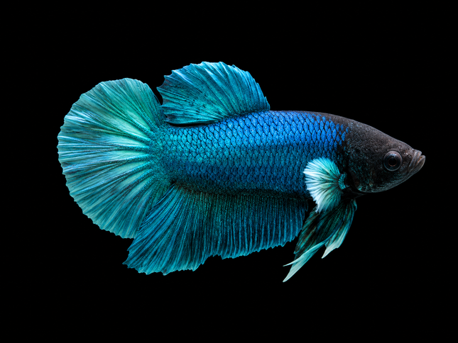 1BT46 - [ARRIVED 27-MAY-2026] Halfmoon Plakat Elephant Ear Betta Male