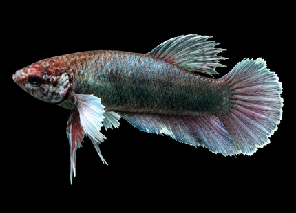 2BT23 - Halfmoon Plakat Elephant Ear Betta Male