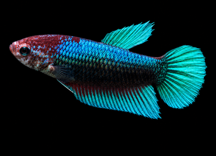 2BT34 - Halfmoon Female Betta