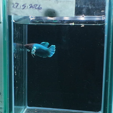 2BT11 - [ARRIVED 27 - MAY - 2026] Halfmoon Plakat Elephant Ear Betta Male - Nano Tanks Australia