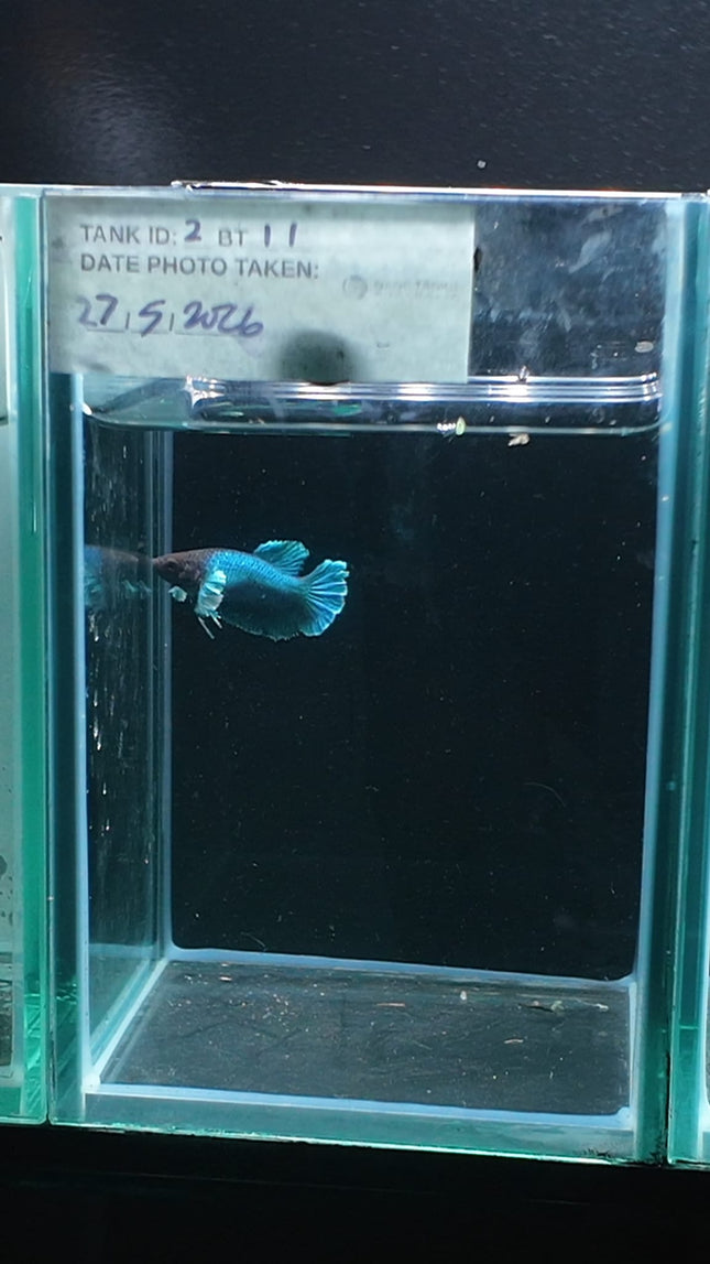 2BT11 - [ARRIVED 27 - MAY - 2026] Halfmoon Plakat Elephant Ear Betta Male - Nano Tanks Australia
