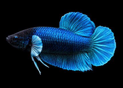 2BT11 - [ARRIVED 27-MAY-2026] Halfmoon Plakat Elephant Ear Betta Male - Nano Tanks Australia