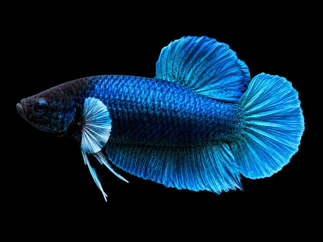 2BT11 - [ARRIVED 27-MAY-2026] Halfmoon Plakat Elephant Ear Betta Male - Nano Tanks Australia