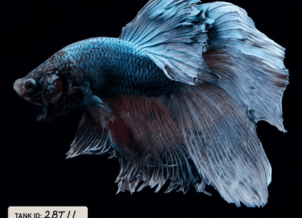 2BT11 - Halfmoon Betta Male - Nano Tanks Australia