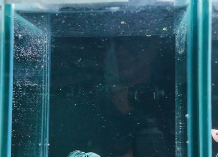 2BT11 - Halfmoon Betta Male - Nano Tanks Australia