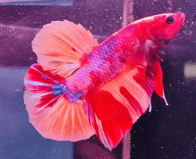 2BT11 - Koi Nemo Giant Plakat Betta Male - Nano Tanks Australia Aquarium Shop