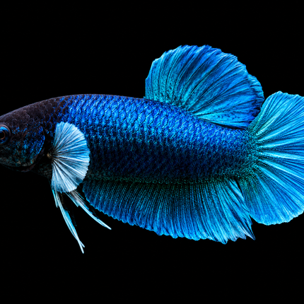 2BT11 - [ARRIVED 27-MAY-2026] Halfmoon Plakat Elephant Ear Betta Male