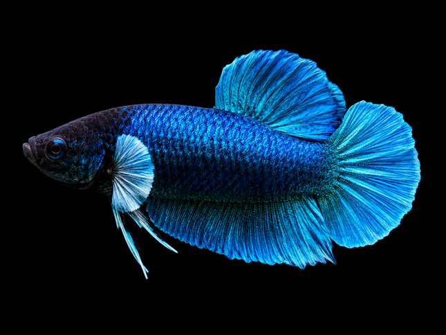 2BT11 - [ARRIVED 27-MAY-2026] Halfmoon Plakat Elephant Ear Betta Male