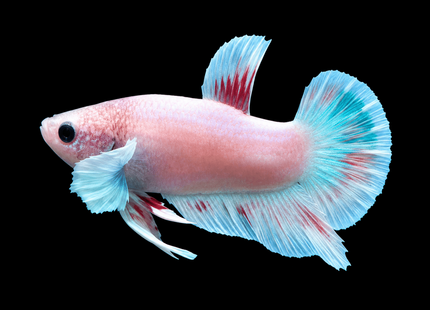 2BT12 - [ARRIVED 27-MAY-2026] Halfmoon Plakat Elephant Ear Betta Male - Nano Tanks Australia