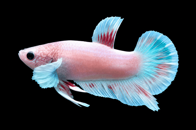 2BT12 - [ARRIVED 27-MAY-2026] Halfmoon Plakat Elephant Ear Betta Male - Nano Tanks Australia