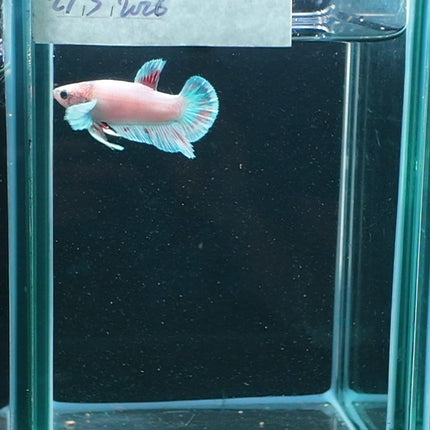 2BT12 - [ARRIVED 27 - MAY - 2026] Halfmoon Plakat Elephant Ear Betta Male - Nano Tanks Australia