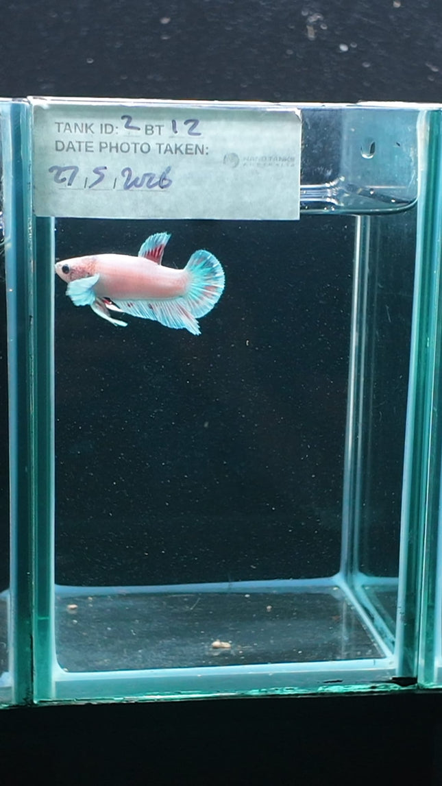 2BT12 - [ARRIVED 27 - MAY - 2026] Halfmoon Plakat Elephant Ear Betta Male - Nano Tanks Australia