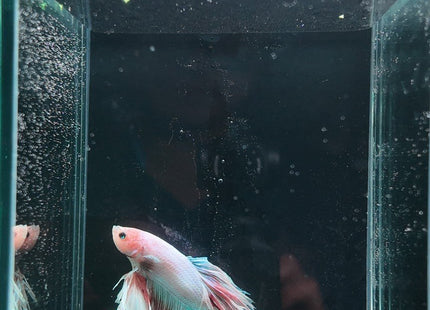 2BT12 - Halfmoon Plakat Elephant Ear Betta Male - Nano Tanks Australia