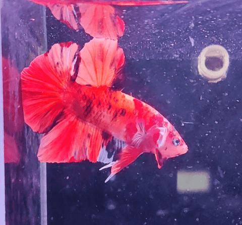 2BT12 - Koi Nemo Giant Plakat Betta Male - Nano Tanks Australia Aquarium Shop