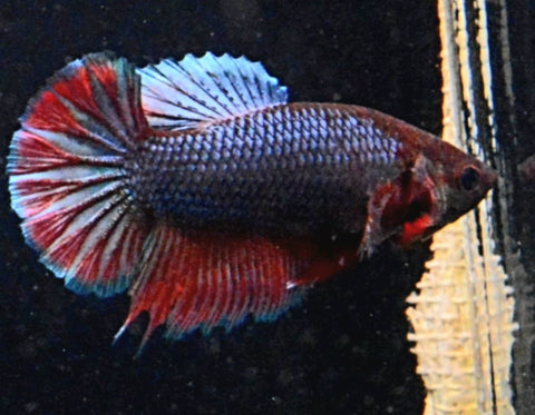 2BT12 - Red Blue Halfmoon Plakat Betta Female - Nano Tanks Australia Aquarium Shop