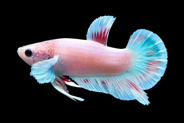 2BT12 - [ARRIVED 27-MAY-2026] Halfmoon Plakat Elephant Ear Betta Male