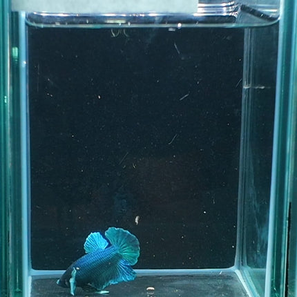 2BT13 - [ARRIVED 27 - MAY - 2026] Halfmoon Plakat Elephant Ear Betta Male - Nano Tanks Australia