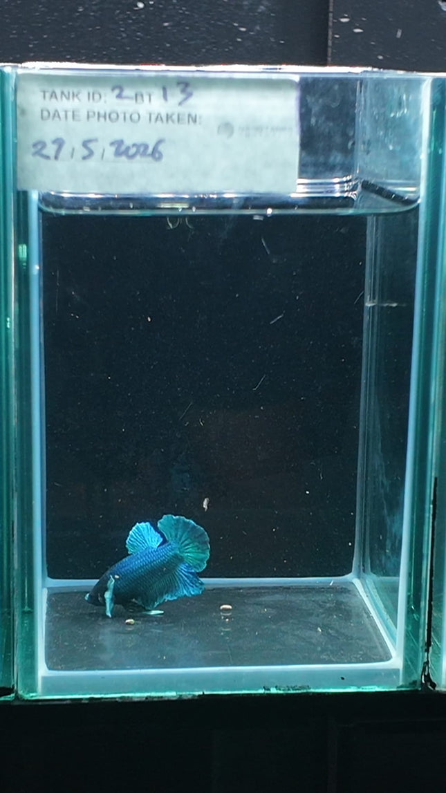 2BT13 - [ARRIVED 27 - MAY - 2026] Halfmoon Plakat Elephant Ear Betta Male - Nano Tanks Australia