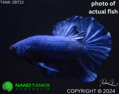 2BT13 - Blue Giant Halfmoon Plakat Betta Male - Nano Tanks Australia Aquarium Shop