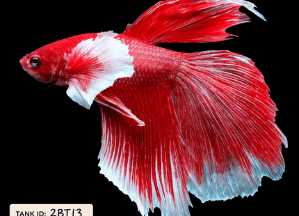 2BT13 - Halfmoon Plakat Elephant Ear Betta Male - Nano Tanks Australia