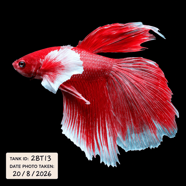 2BT13 - Halfmoon Plakat Elephant Ear Betta Male - Nano Tanks Australia