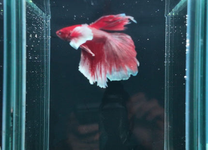2BT13 - Halfmoon Plakat Elephant Ear Betta Male - Nano Tanks Australia