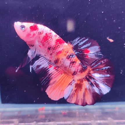 2BT13 - Koi Giant Plakat Betta Male - Nano Tanks Australia Aquarium Shop