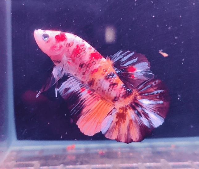 2BT13 - Koi Giant Plakat Betta Male - Nano Tanks Australia Aquarium Shop