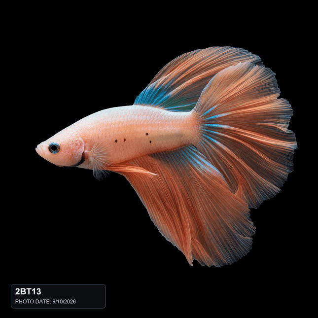 2BT13 - Pastel Peach and Blue Halfmoon Male - Nano Tanks Australia