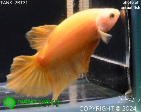 2BT13 - Yellow Giant Plakat Betta Male (2bt31) - Nano Tanks Australia Aquarium Shop