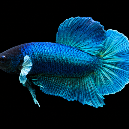 2BT13 - [ARRIVED 27-MAY-2026] Halfmoon Plakat Elephant Ear Betta Male