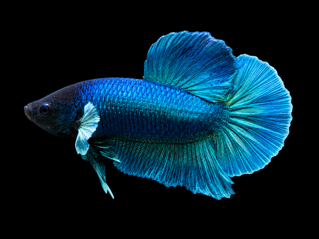 2BT13 - [ARRIVED 27-MAY-2026] Halfmoon Plakat Elephant Ear Betta Male