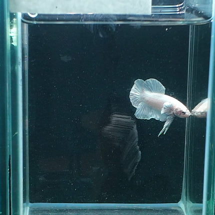 2BT14 - [ARRIVED 27 - MAY - 2026] Halfmoon Plakat Elephant Ear Betta Male - Nano Tanks Australia